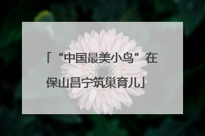 “中国最美小鸟”在保山昌宁筑巢育儿