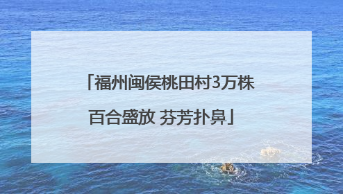 福州闽侯桃田村3万株百合盛放 芬芳扑鼻