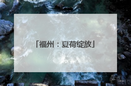 福州：夏荷绽放