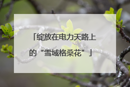 绽放在电力天路上的“雪域格桑花”