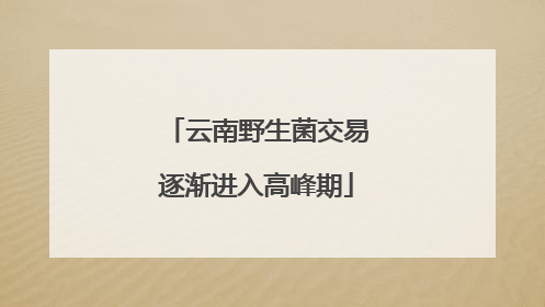 云南野生菌交易逐渐进入高峰期