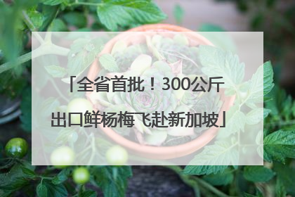 全省首批！300公斤出口鲜杨梅飞赴新加坡