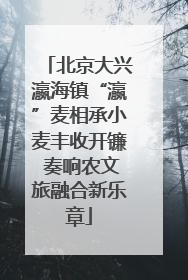 北京大兴瀛海镇“瀛”麦相承小麦丰收开镰 奏响农文旅融合新乐章