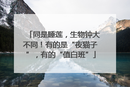 同是睡莲，生物钟大不同！有的是“夜猫子”，有的“值白班”