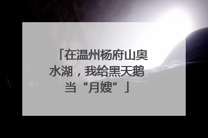 在温州杨府山奥水湖，我给黑天鹅当“月嫂”