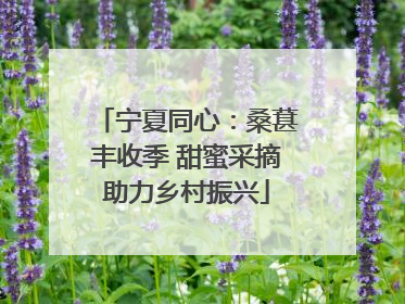 宁夏同心：桑葚丰收季 甜蜜采摘助力乡村振兴