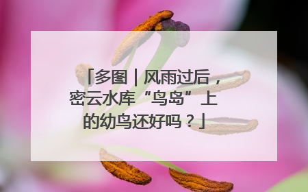 多图｜风雨过后，密云水库“鸟岛”上的幼鸟还好吗？