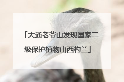 大通老爷山发现国家二级保护植物山西杓兰