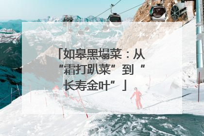如皋黑塌菜：从“霜打趴菜”到“长寿金叶”