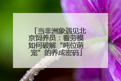 当非洲象遇见北京饲养员：看劳模如何破解“吨位萌宠”的养成密码