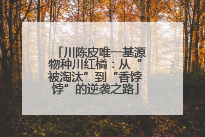 川陈皮唯一基源物种川红橘：从“被淘汰”到“香饽饽”的逆袭之路