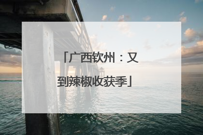 广西钦州：又到辣椒收获季