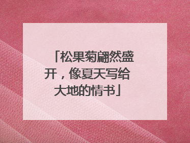 松果菊翩然盛开，像夏天写给大地的情书