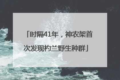 时隔41年，神农架首次发现杓兰野生种群