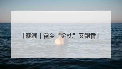 晚潮｜畲乡“金枕”又飘香
