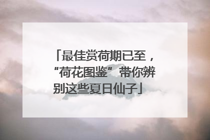 最佳赏荷期已至，“荷花图鉴”带你辨别这些夏日仙子