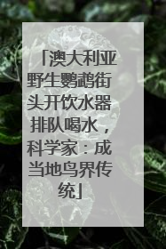 澳大利亚野生鹦鹉街头开饮水器排队喝水，科学家：成当地鸟界传统