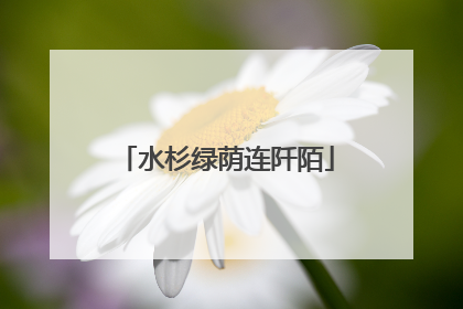 水杉绿荫连阡陌