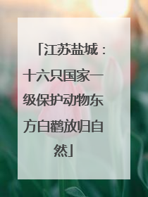 江苏盐城：十六只国家一级保护动物东方白鹳放归自然