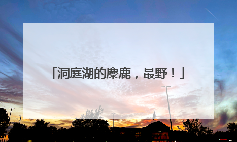 洞庭湖的麋鹿，最野！