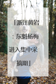 浙江黄岩：东魁杨梅进入集中采摘期