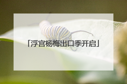 浮宫杨梅出口季开启