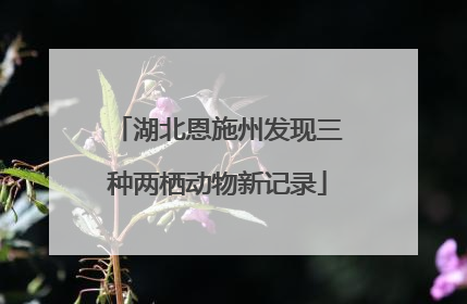 湖北恩施州发现三种两栖动物新记录