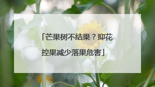 芒果树不结果？抑花控果减少落果危害