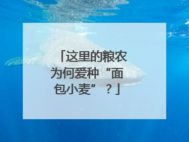 这里的粮农为何爱种“面包小麦”？
