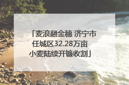 麦浪翻金穗 济宁市任城区32.28万亩小麦陆续开镰收割
