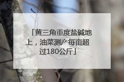 黄三角重度盐碱地上，油菜测产每亩超过180公斤