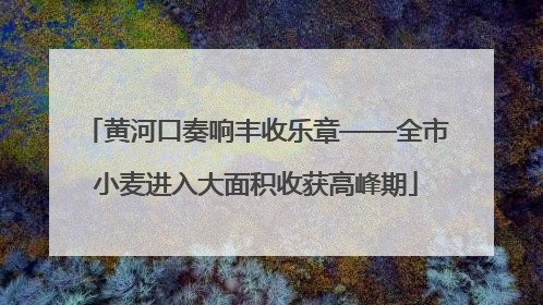 黄河口奏响丰收乐章——全市小麦进入大面积收获高峰期
